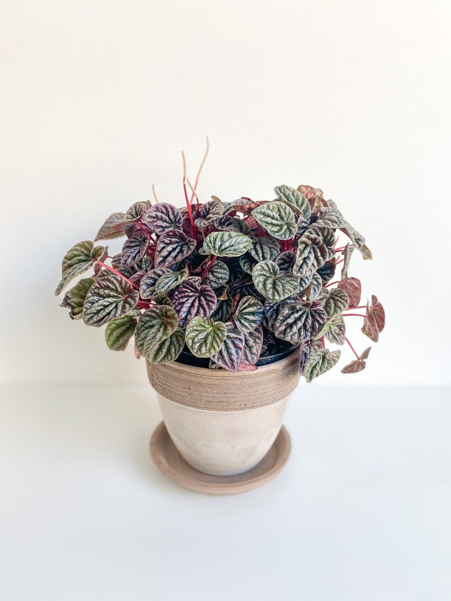 Charlotte (Peperomia) - Alma Plantes