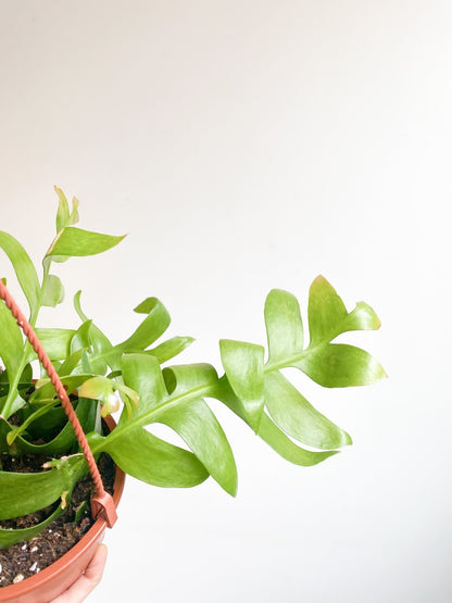 Christophe (Epyphillum) - Alma Plantes