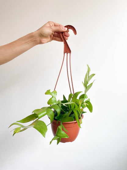 Christophe (Epyphillum) - Alma Plantes