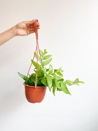 Christophe (Epyphillum) - Alma Plantes