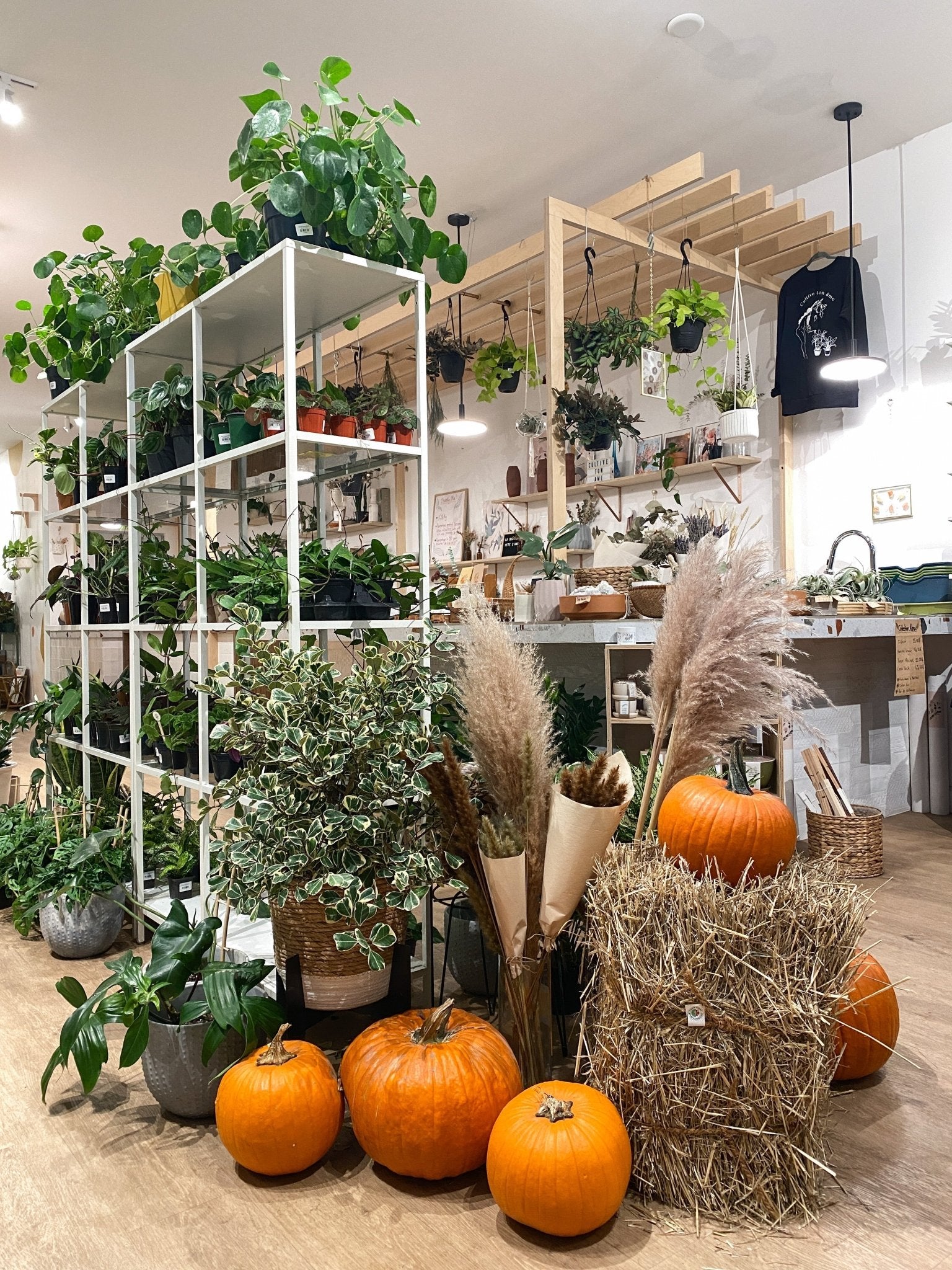 Citrouille - Alma Plantes