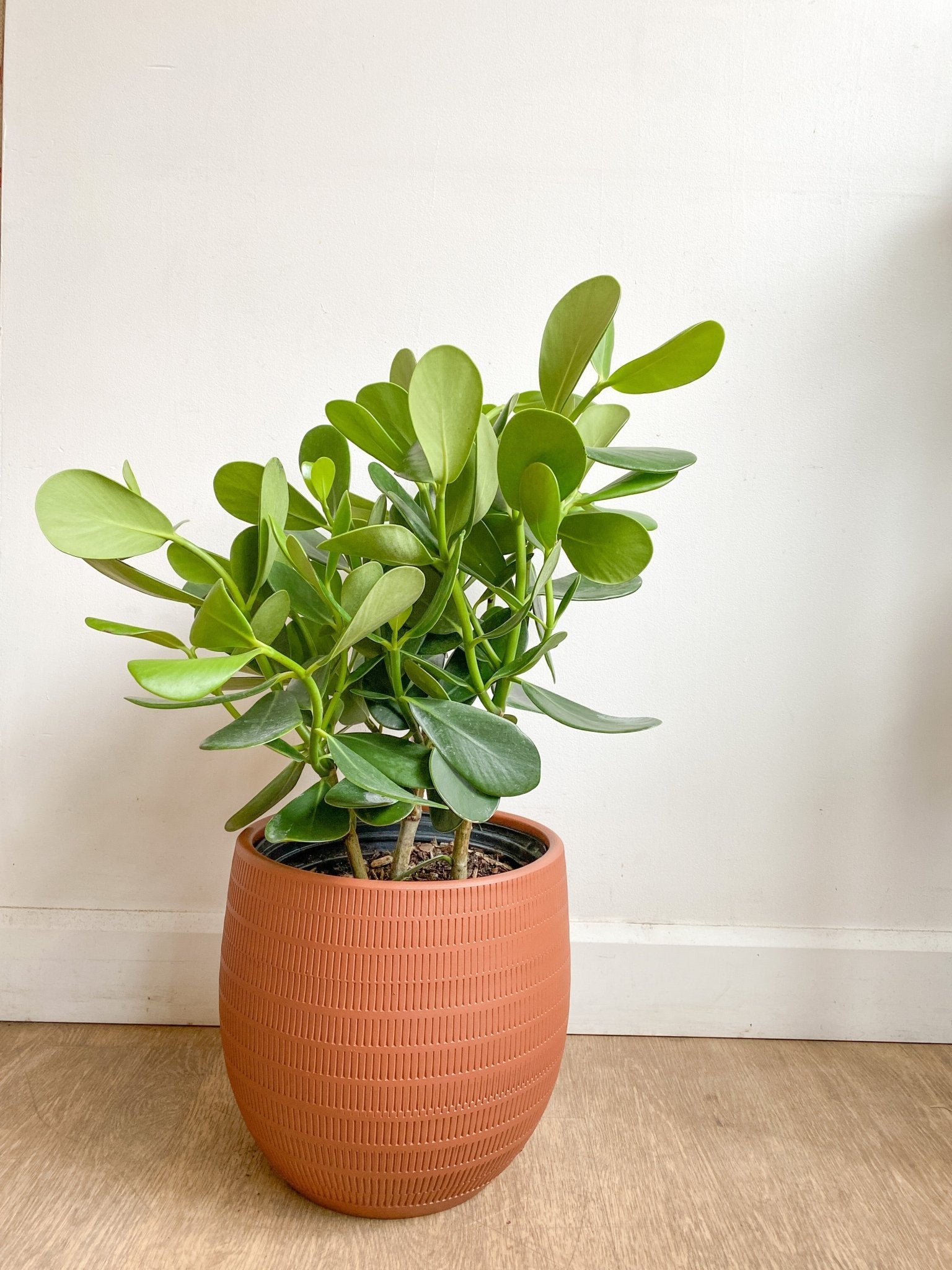 Clémence (Clusia) - Alma Plantes