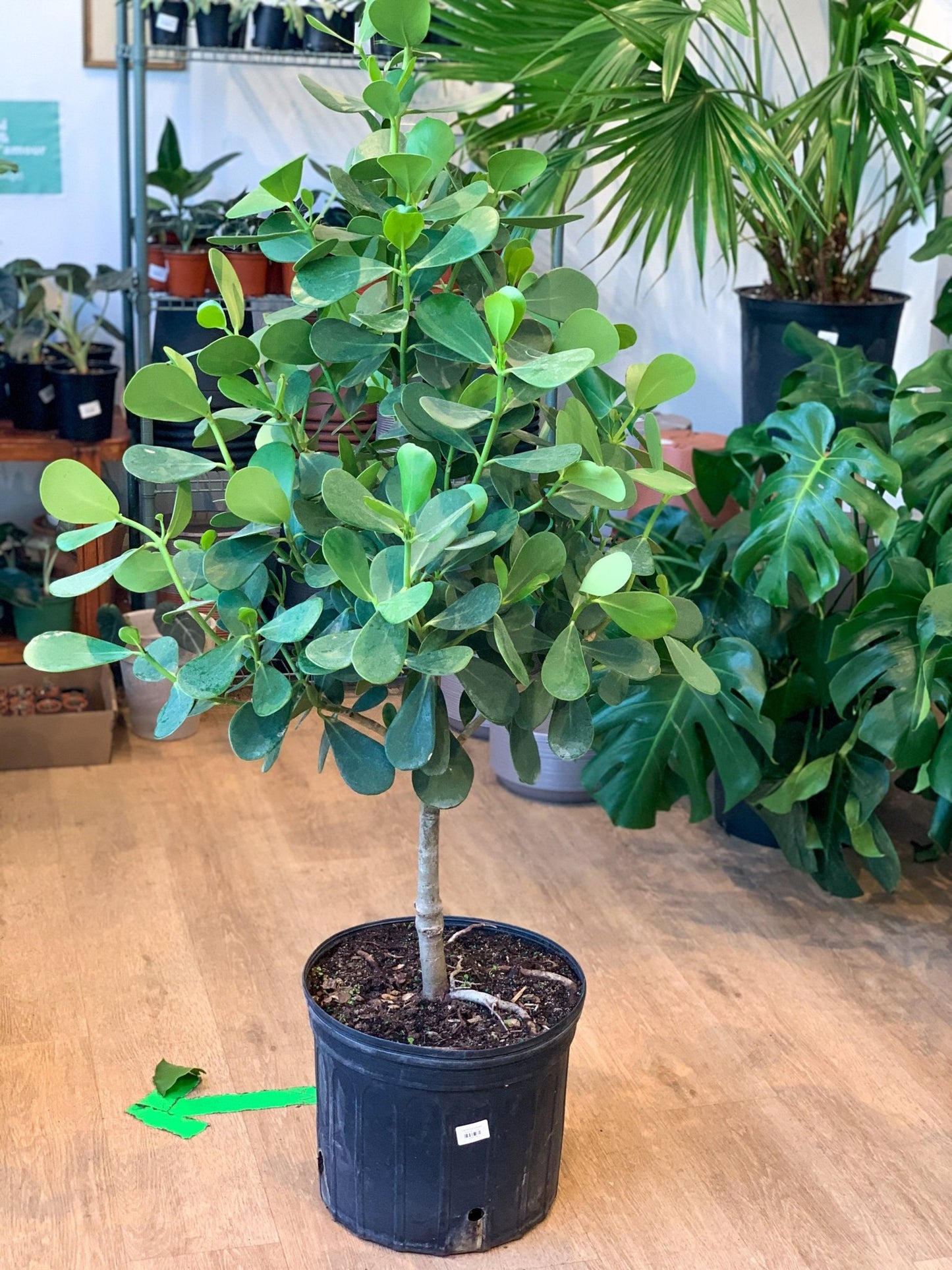 Clémence (Clusia) - Alma Plantes