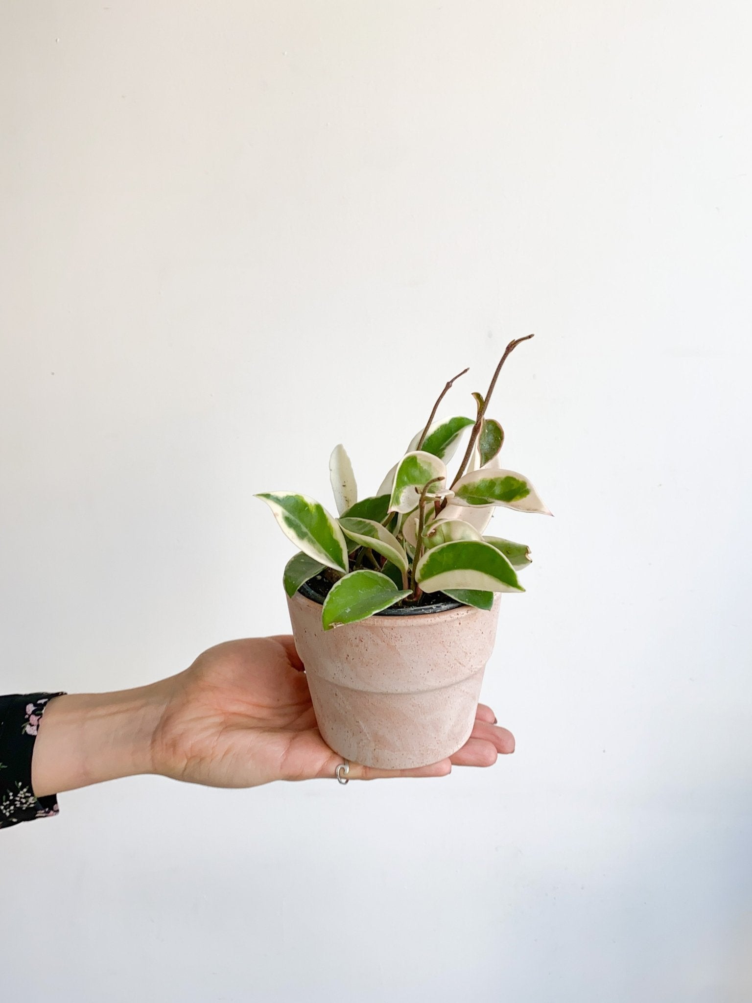 Cléo (Hoya) - Alma Plantes