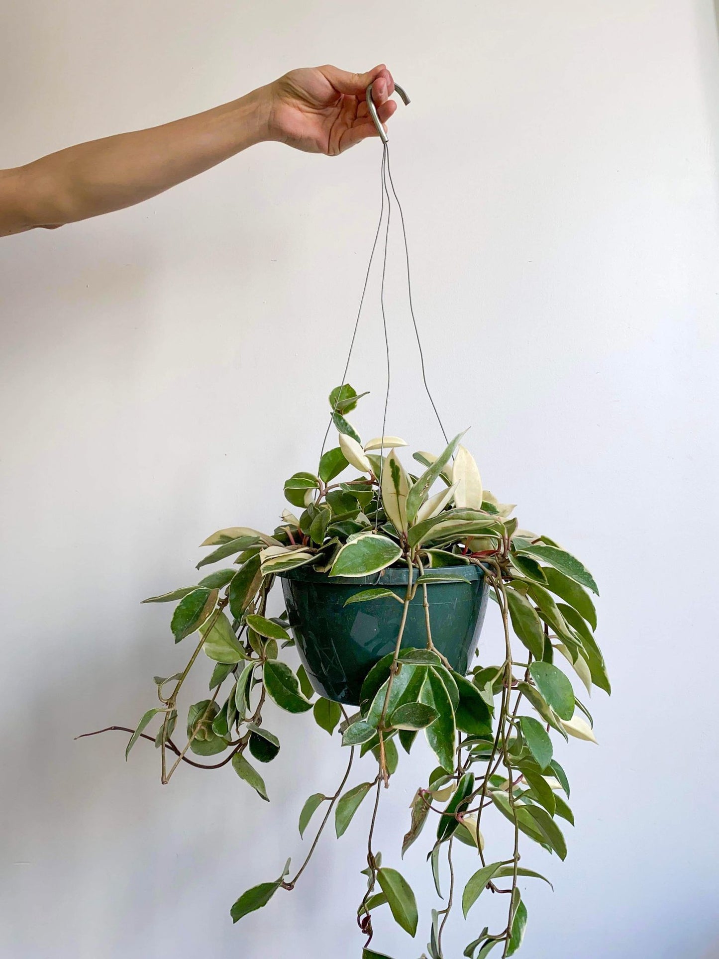 Cléo (Hoya) - Alma Plantes