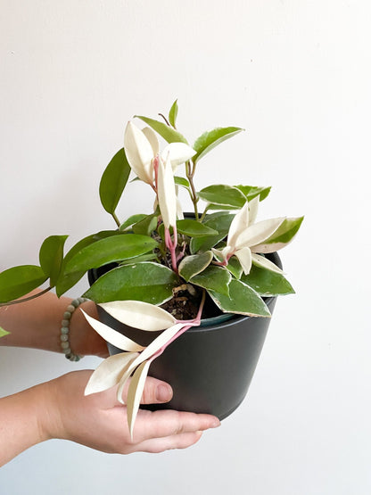 Cléo (Hoya) - Alma Plantes