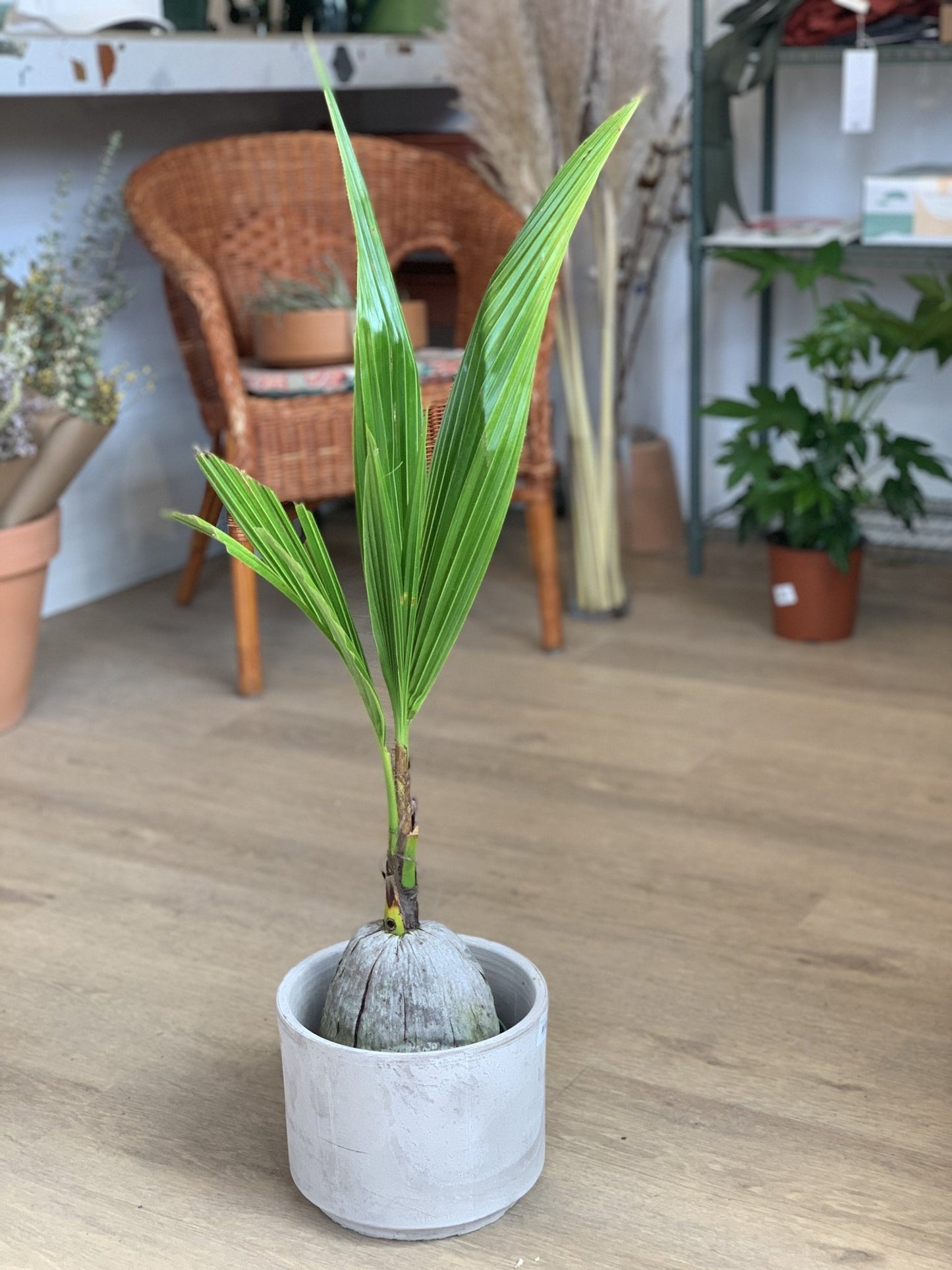 Coco (Palmier) - Alma Plantes