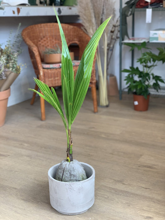 Coco (Palmier) - Alma Plantes