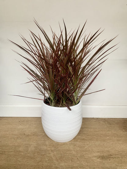 Colbert (Dracaena)