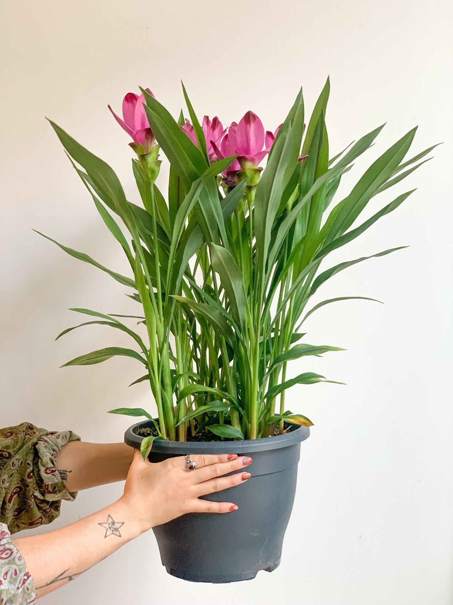 Colette (Curcuma) - Alma Plantes