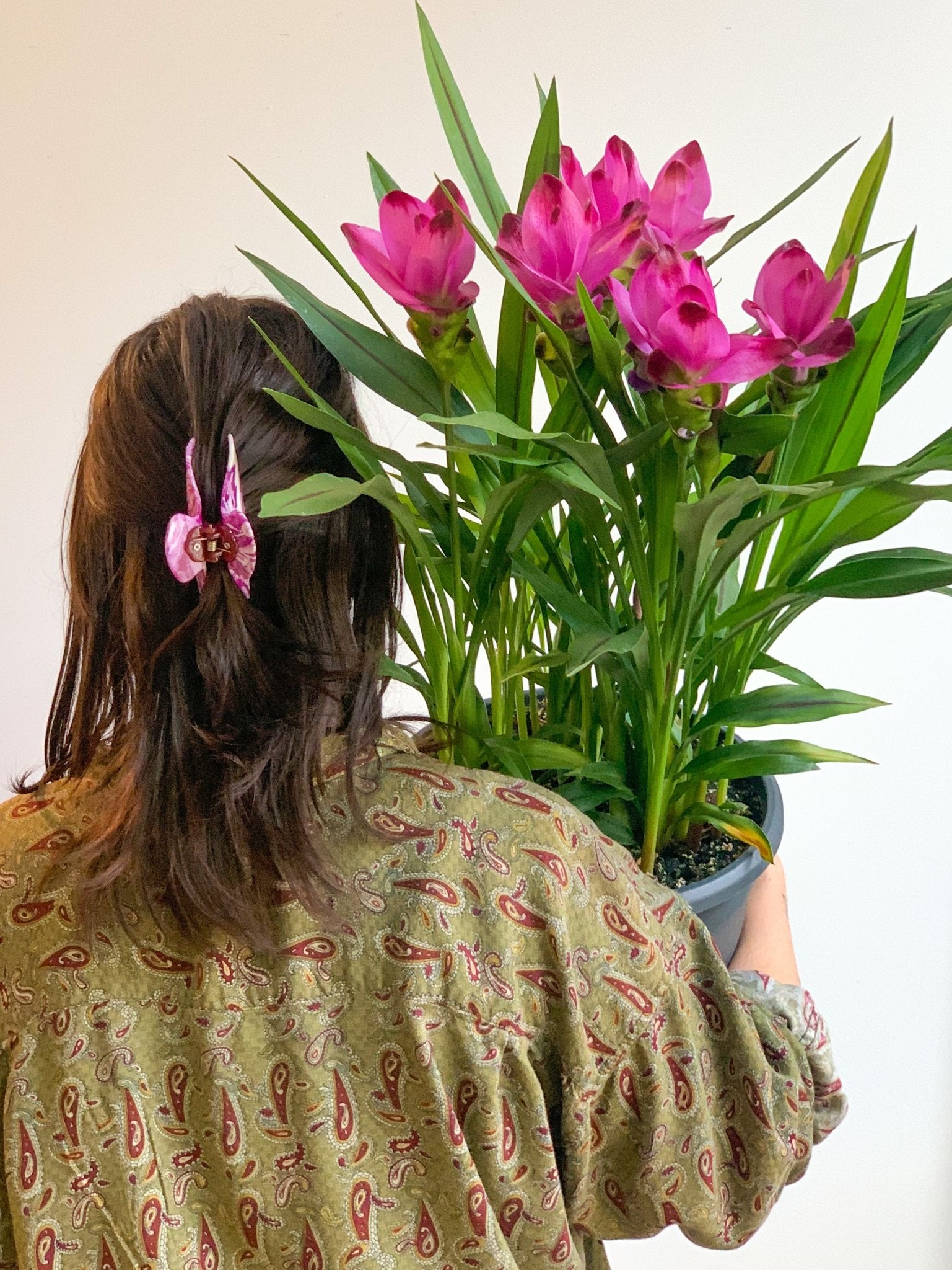 Colette (Curcuma) - Alma Plantes