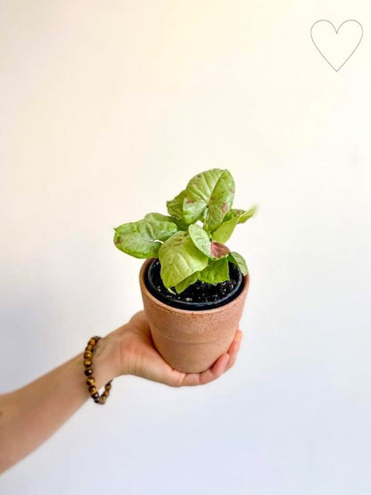 Confetti (Syngonium) - Alma Plantes