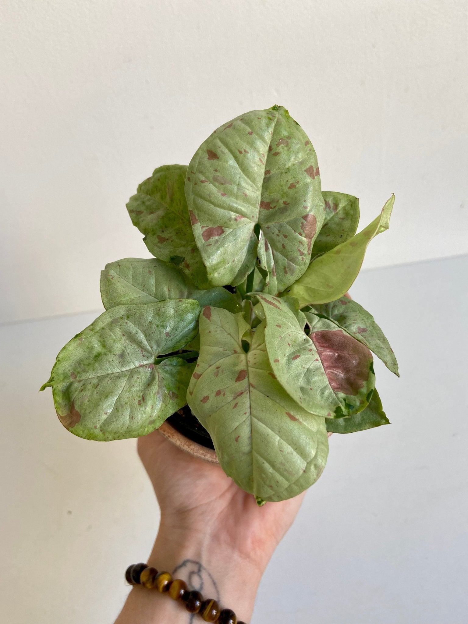 Confetti (Syngonium) - Alma Plantes