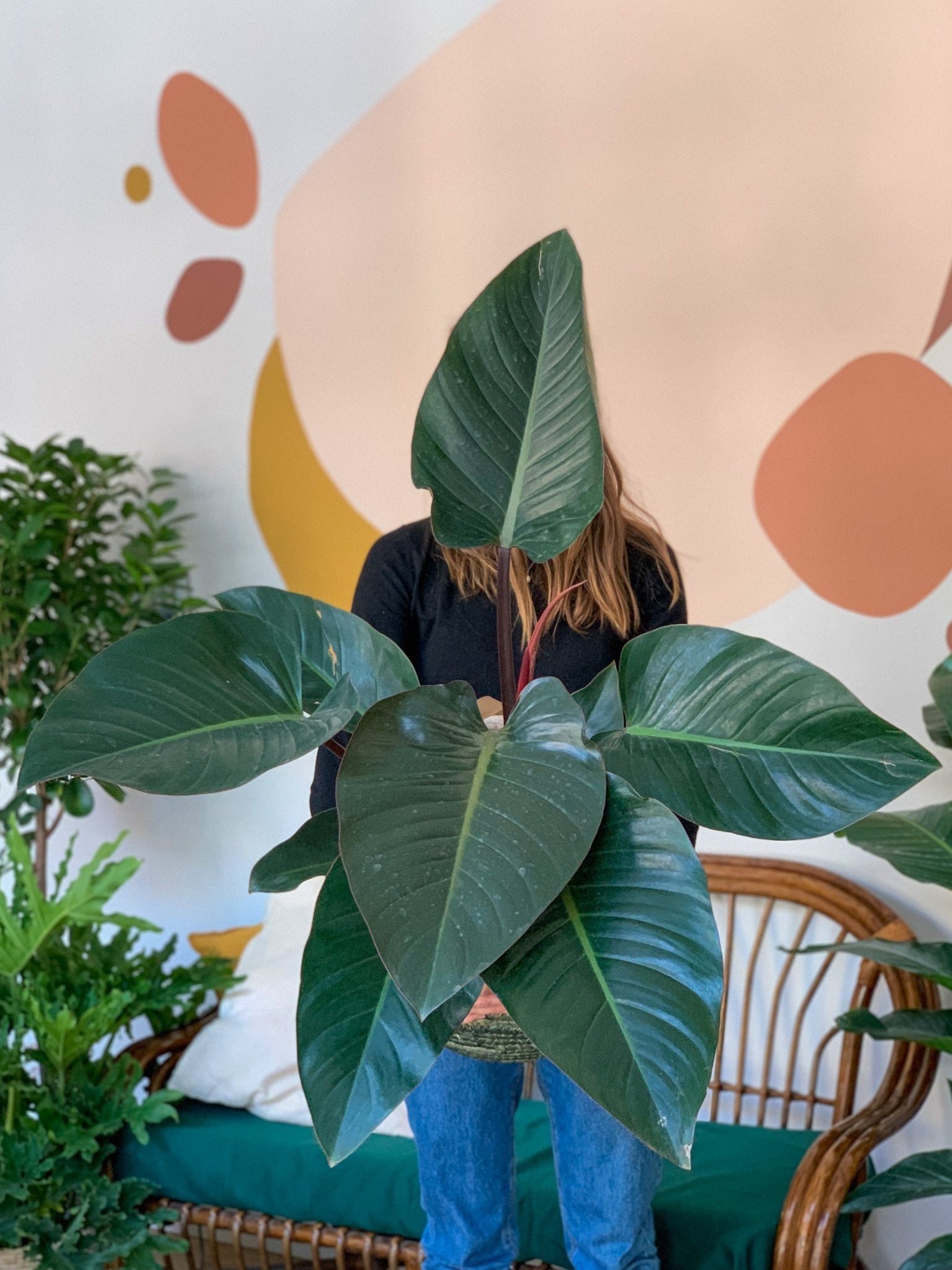 Congo (Philodendron) - Alma Plantes