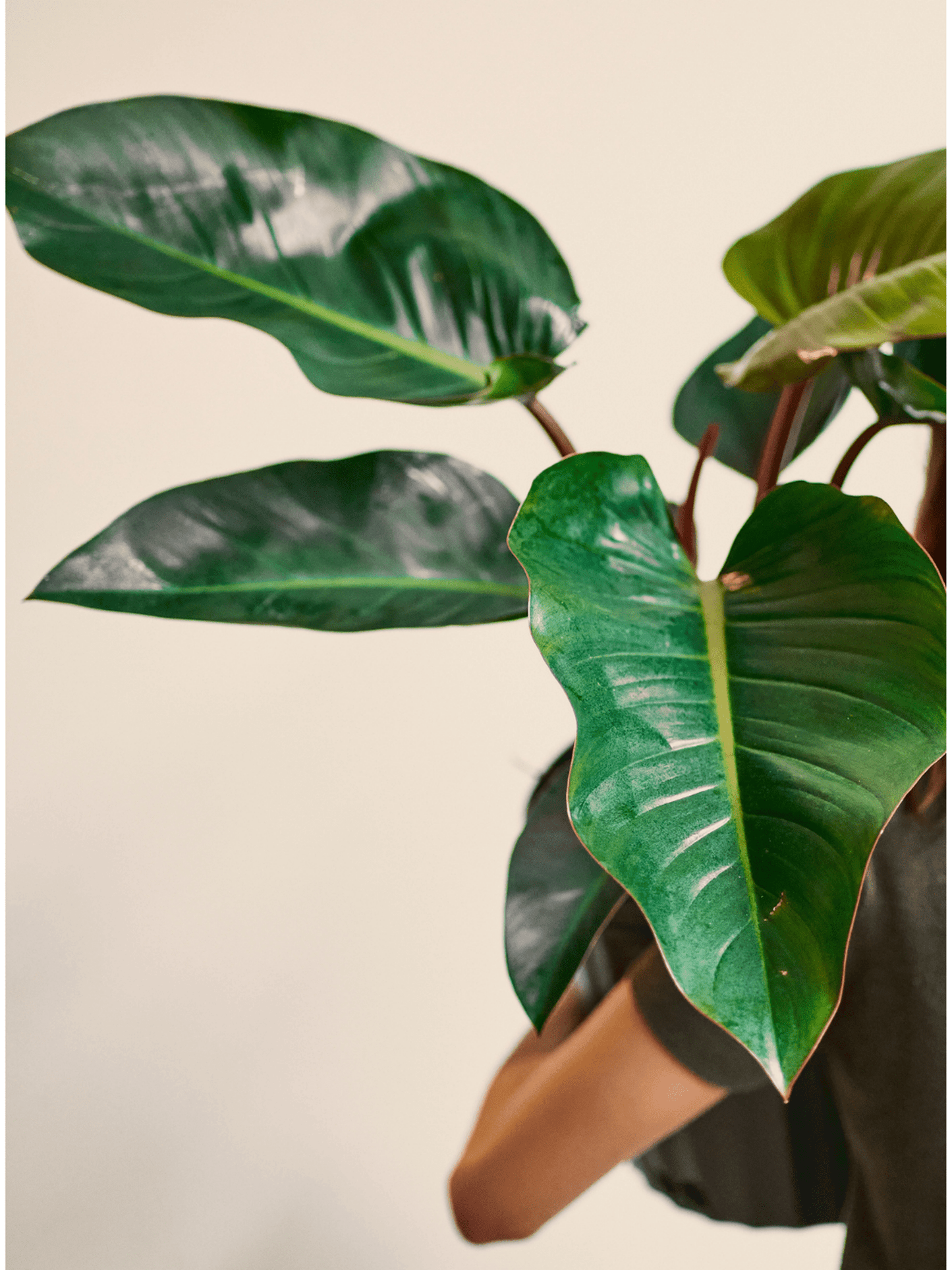 Congo (Philodendron) - Alma Plantes