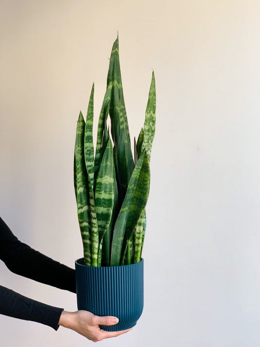 Coralie (Sansevière) - Alma Plantes