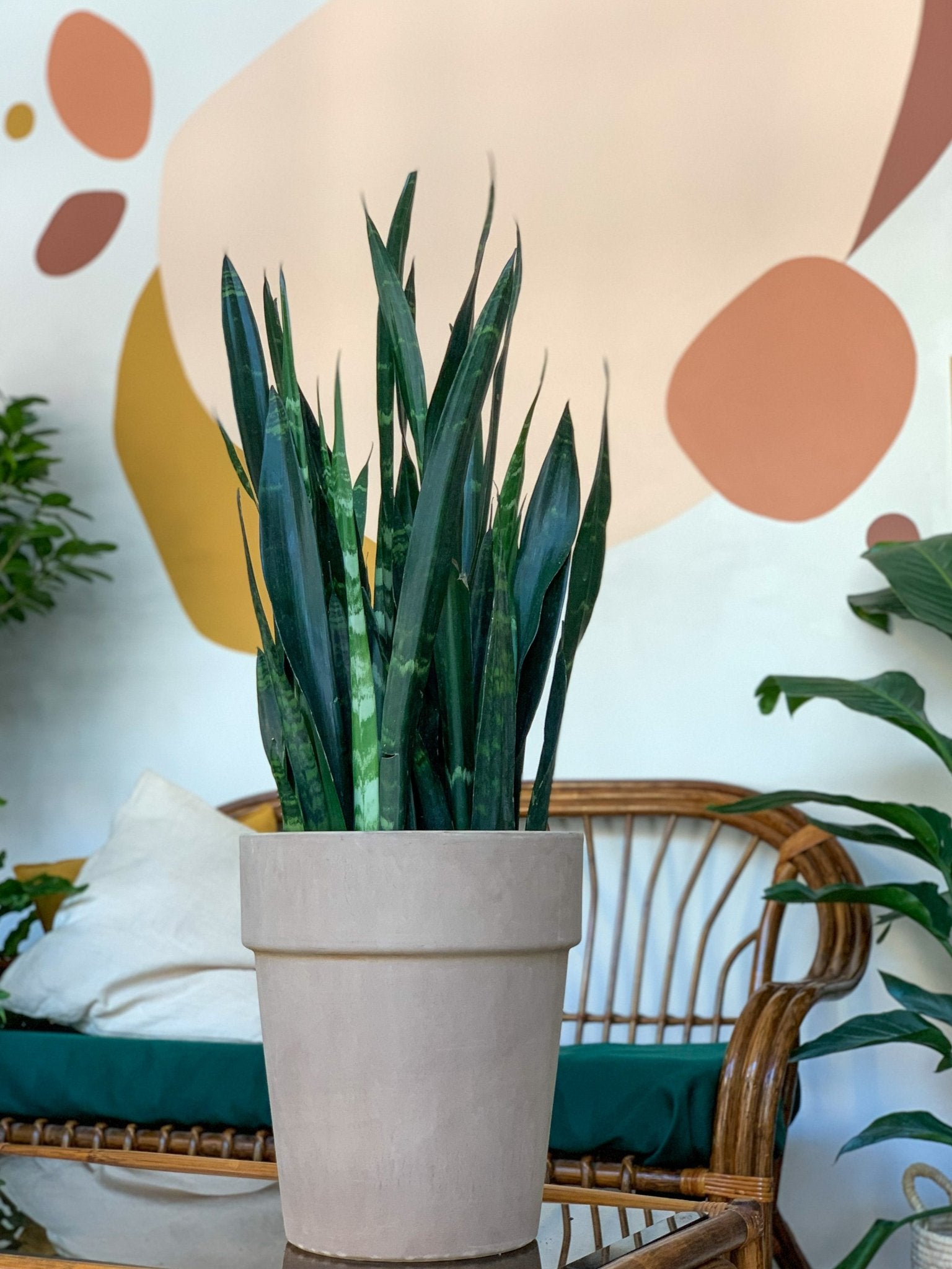 Coralie (Sansevière) - Alma Plantes