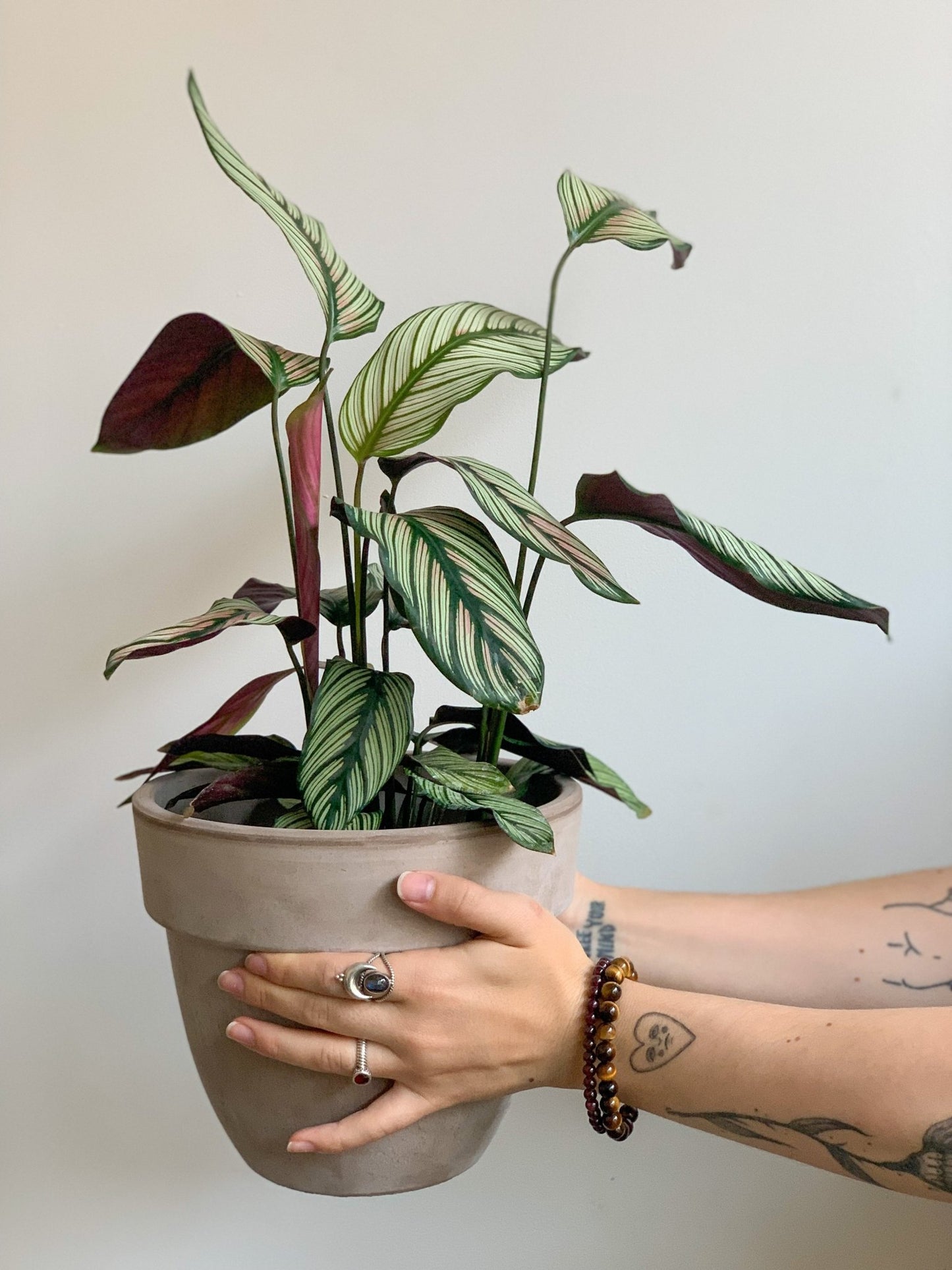 Creed (Calathea) - Alma Plantes