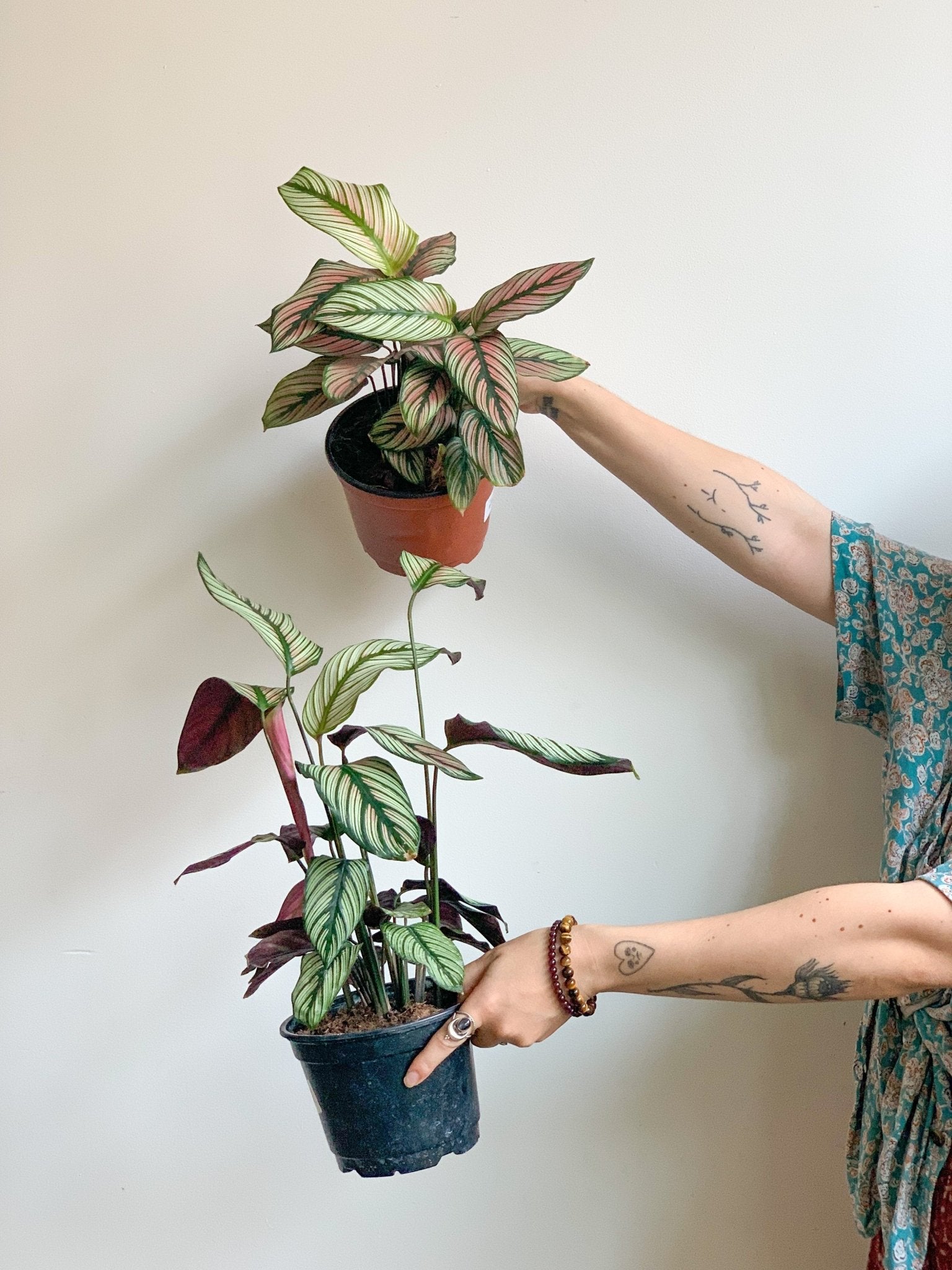 Creed (Calathea) - Alma Plantes