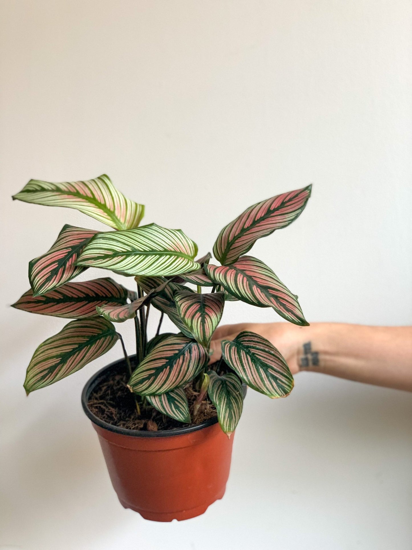 Creed (Calathea) - Alma Plantes