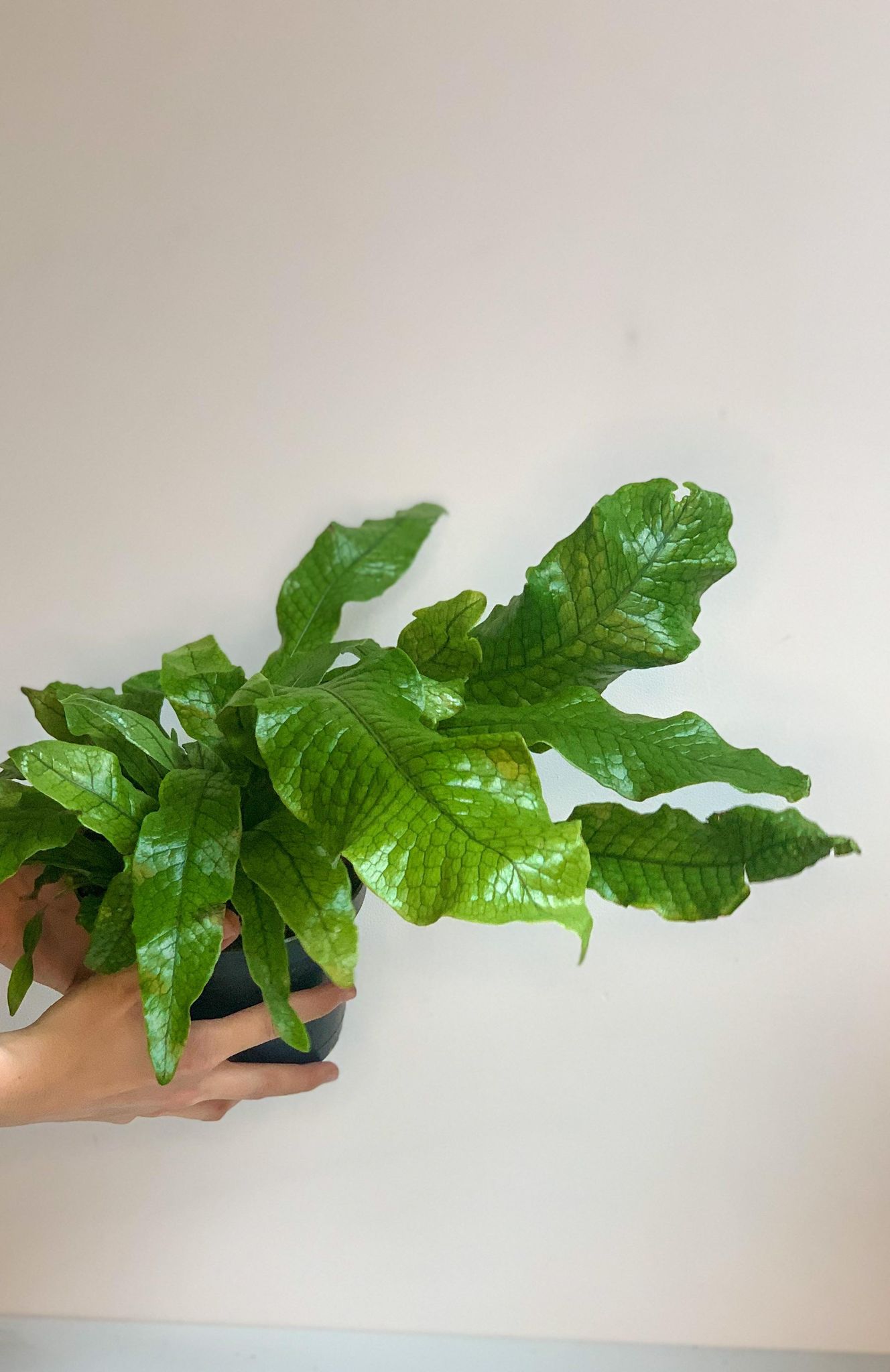 Croco (Fougère) - Alma Plantes