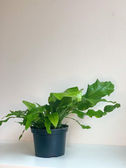 Croco (Fougère) - Alma Plantes