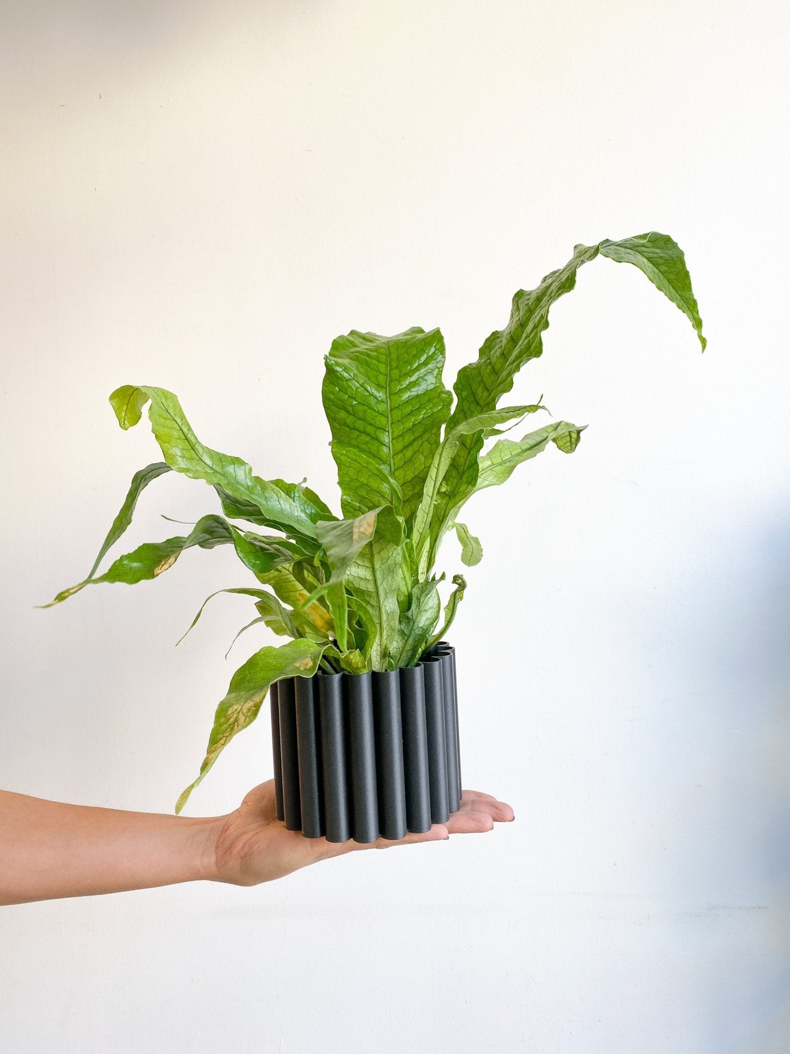 Croco (Fougère) - Alma Plantes