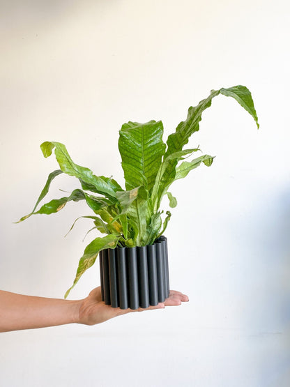 Croco (Fougère) - Alma Plantes