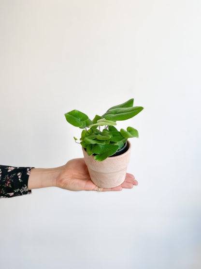 Cupidon (fougère) - Alma Plantes