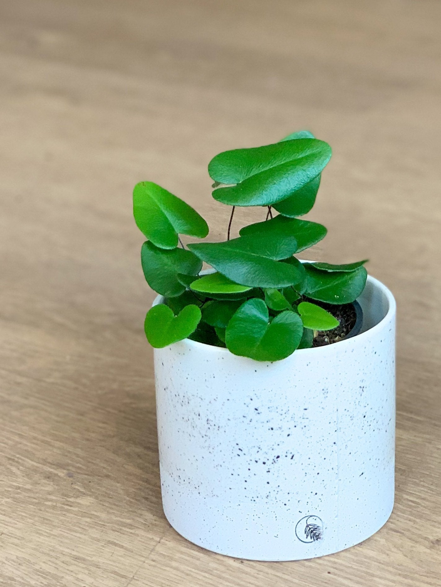 Cupidon (fougère) - Alma Plantes