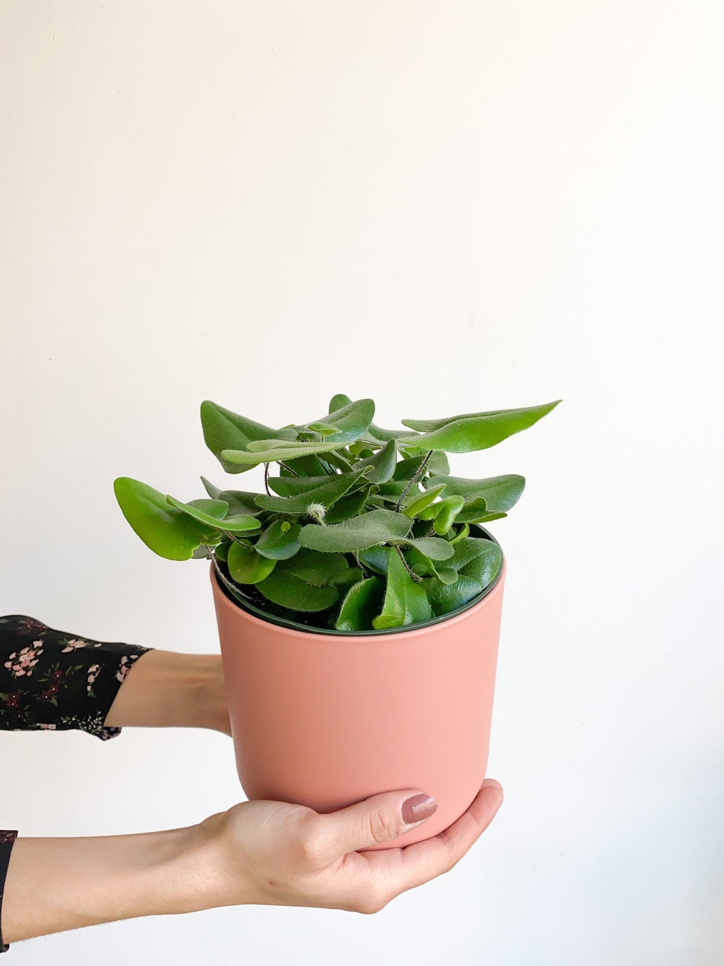 Cupidon (fougère) - Alma Plantes