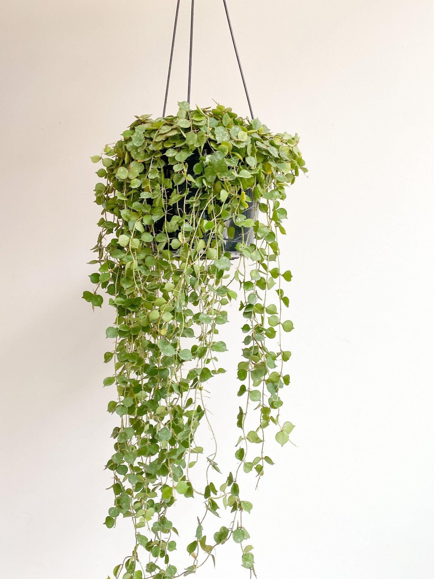 Curtis (Hoya) - Alma Plantes