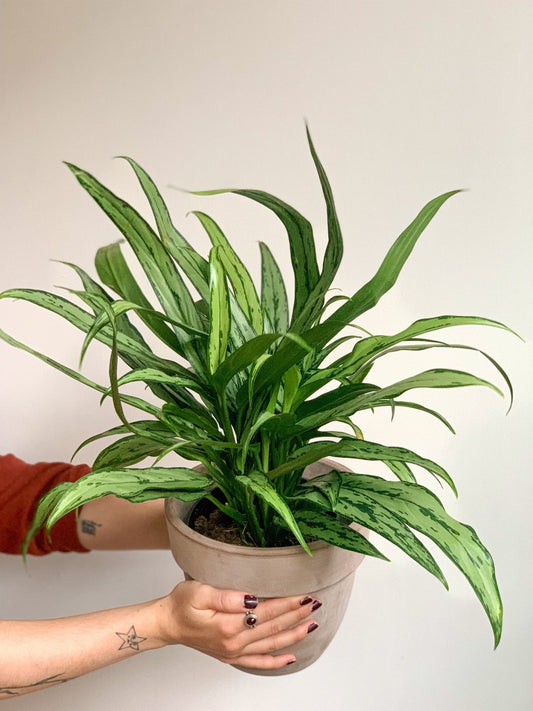 Cutlass (Aglaonema) - Alma Plantes