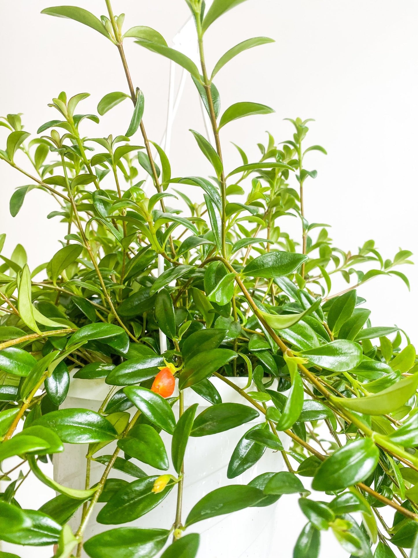 Cyril (Hypocerta) - Alma Plantes