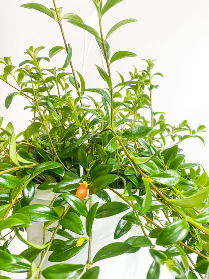 Cyril (Hypocerta) - Alma Plantes