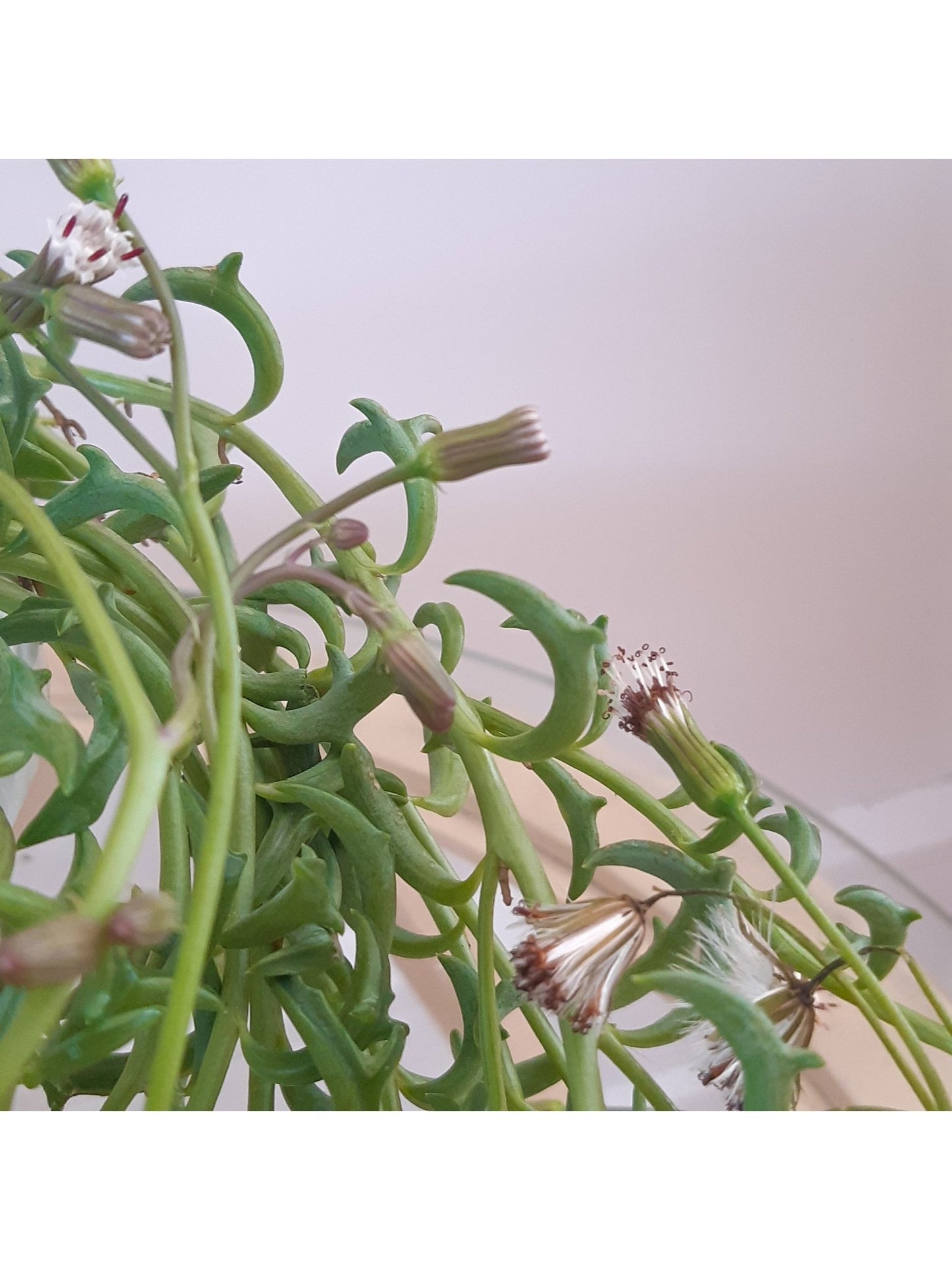 Dauphine (Senecio) - Alma Plantes