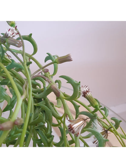 Dauphine (Senecio) - Alma Plantes