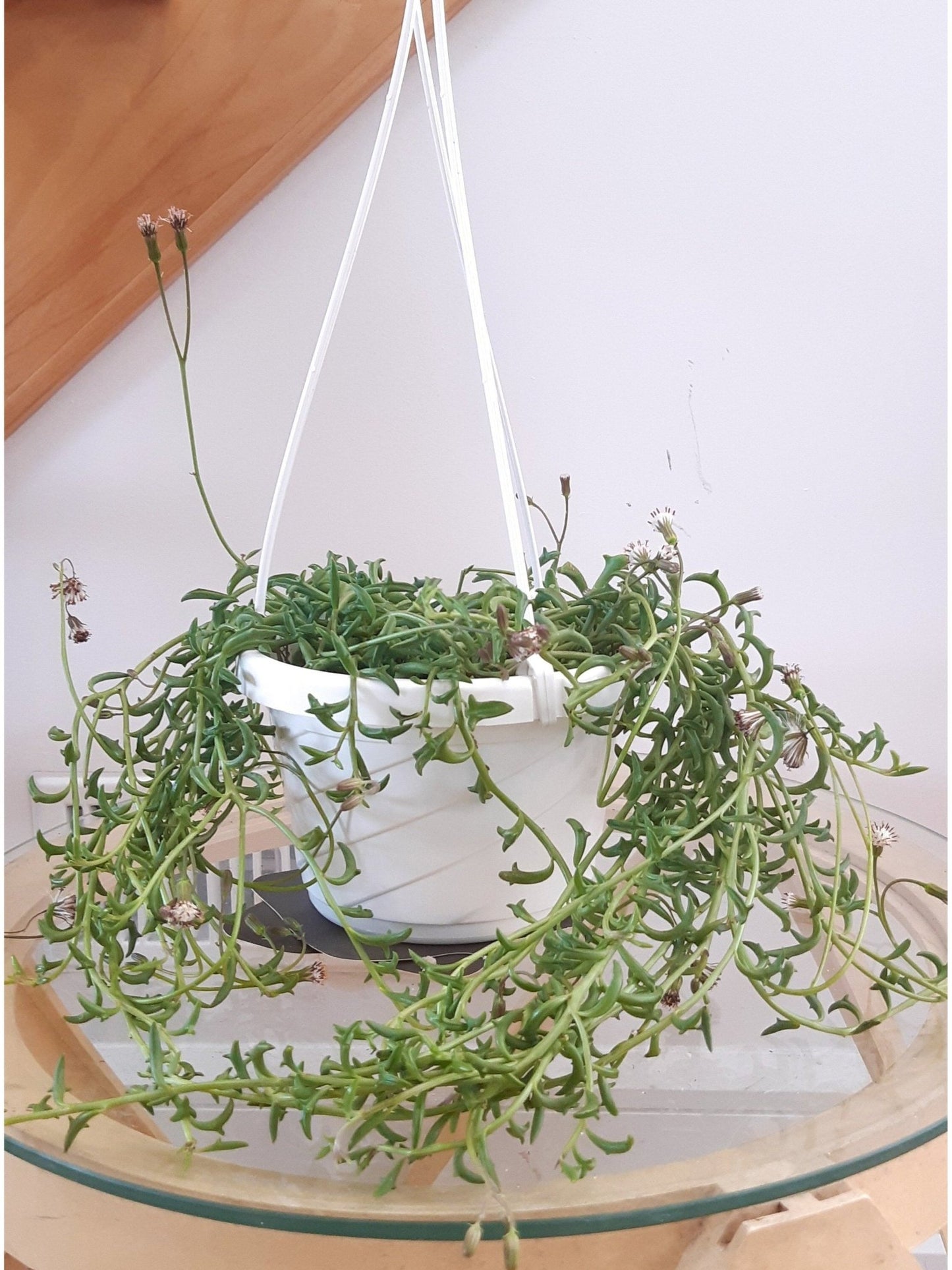 Dauphine (Senecio) - Alma Plantes