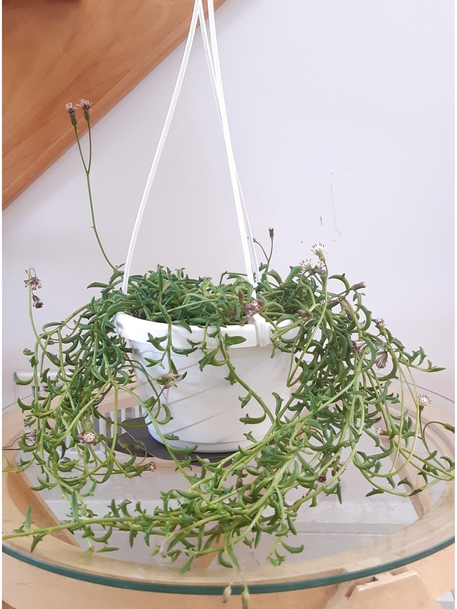 Dauphine (Senecio) - Alma Plantes