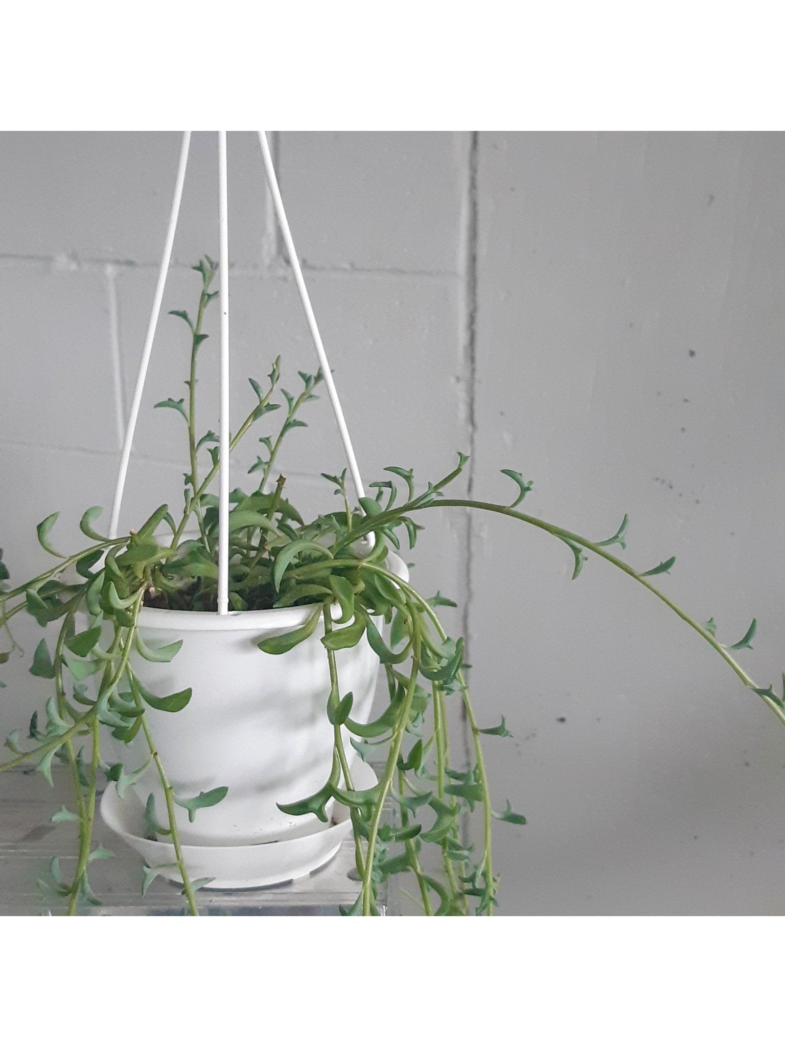 Dauphine (Senecio) - Alma Plantes