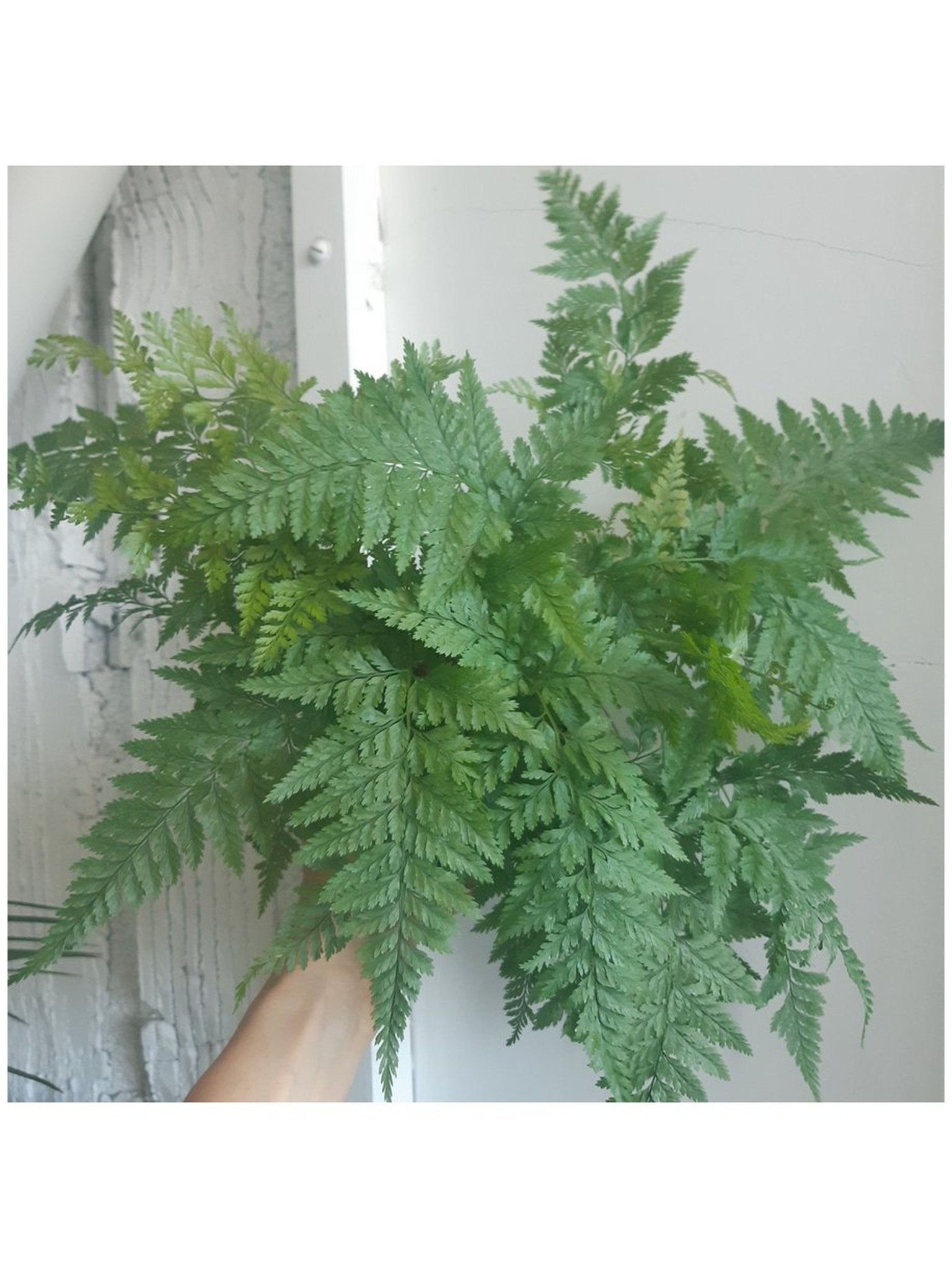 Davallia (fougère) - Alma Plantes