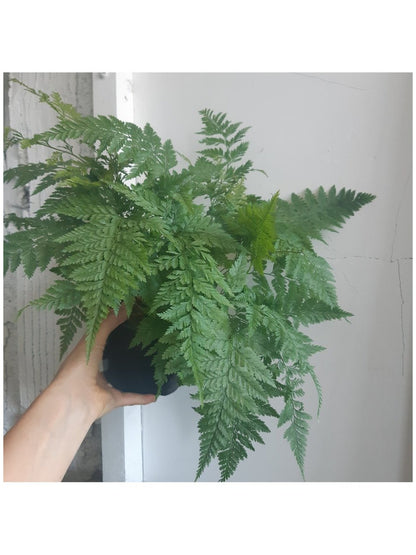 Davallia (fougère) - Alma Plantes