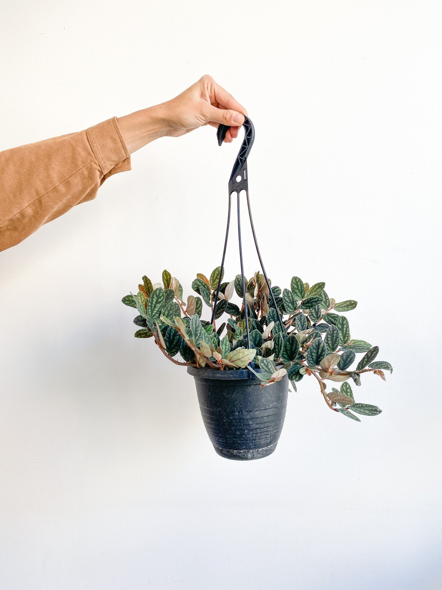 Dave (Pellionia) - Alma Plantes