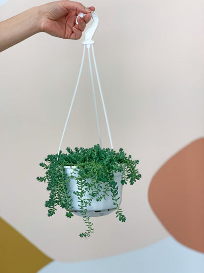 Delphine (Sedum) - Alma Plantes