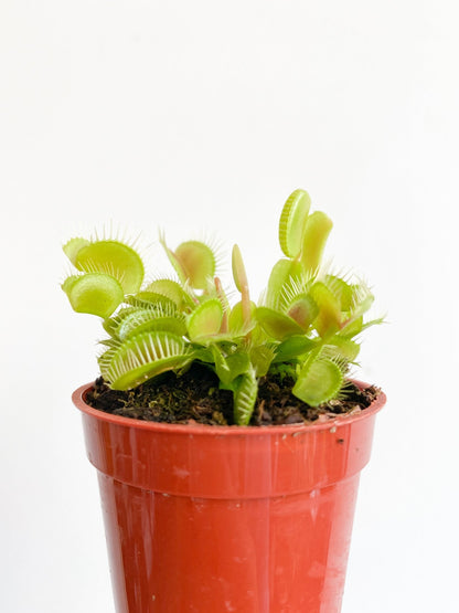 Diane (Dionaea) * plante carnivore - Alma Plantes