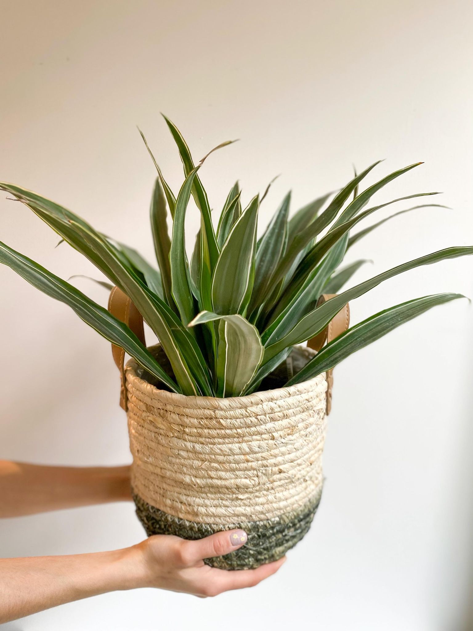 Diego (Dracaena) - Alma Plantes