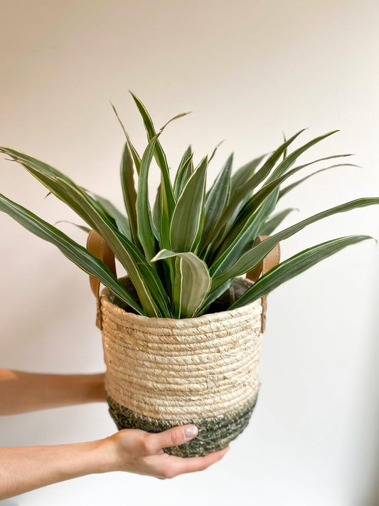 Diego (Dracaena) - Alma Plantes