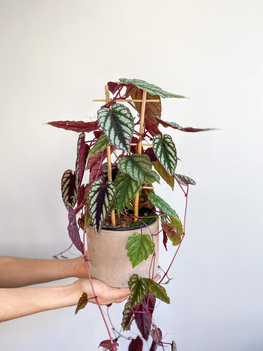 Dixie (Cissus) - Alma Plantes