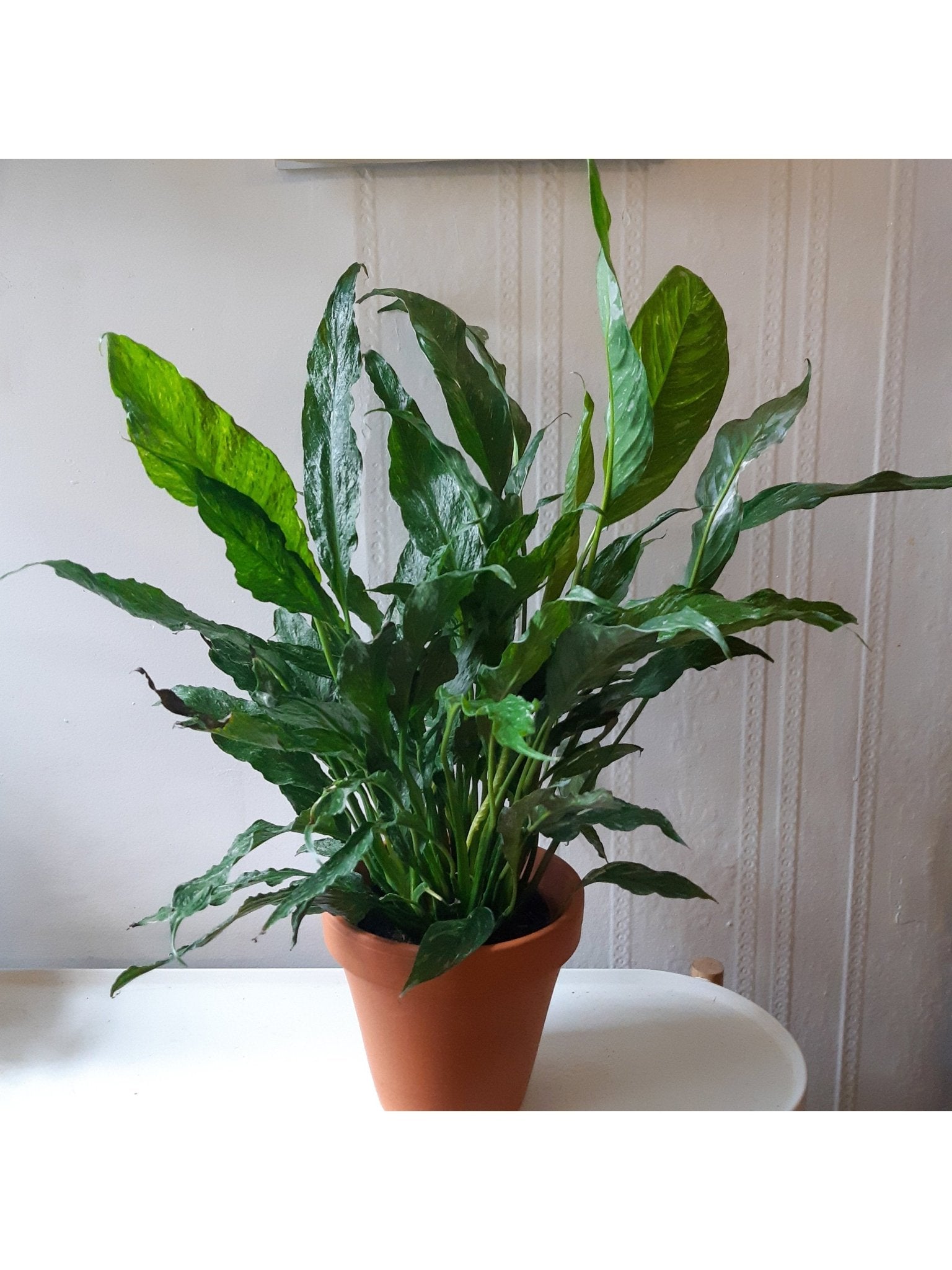 Domino (Spathiphyllum) - Alma Plantes