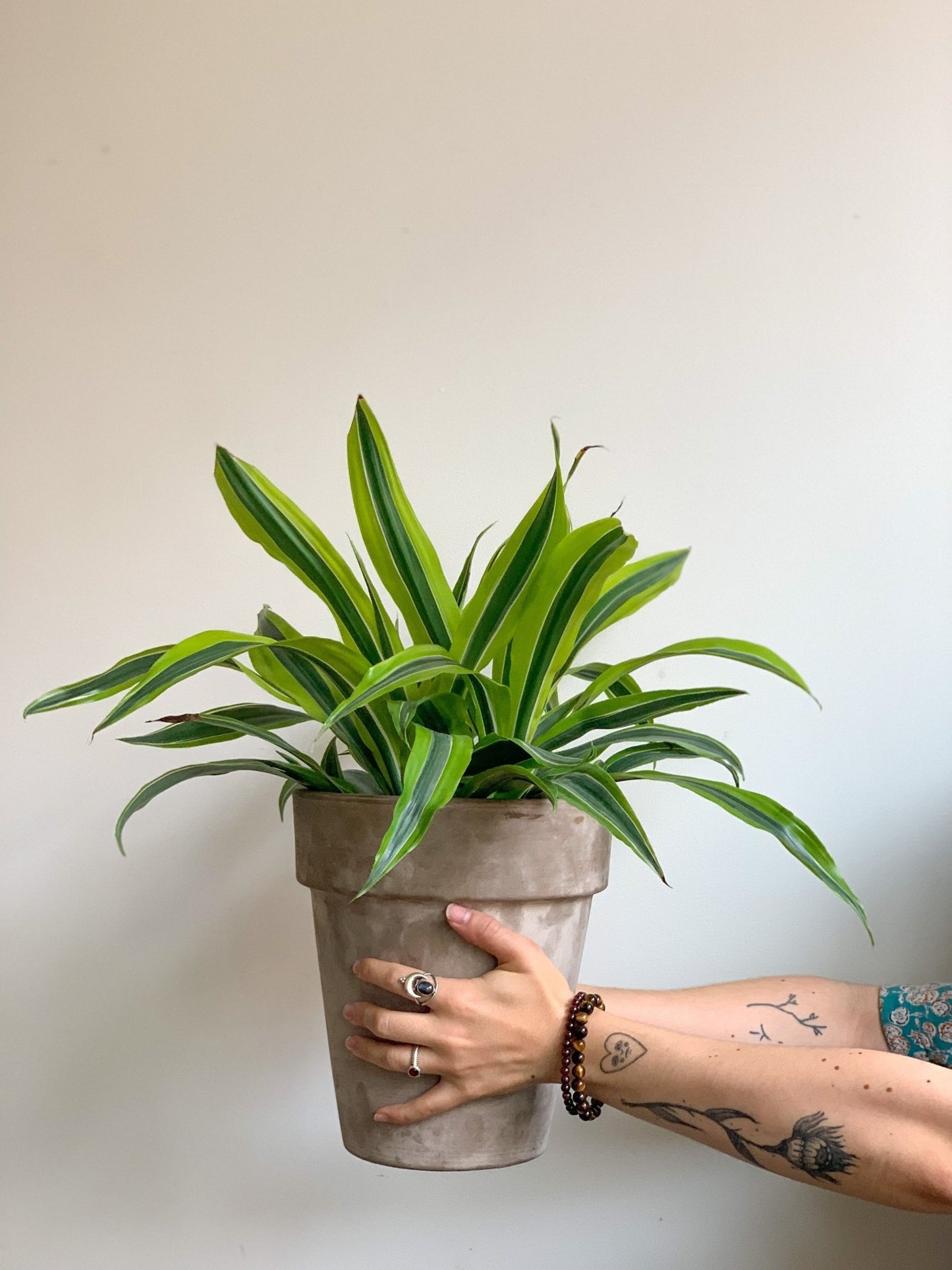 Dragan (Dracaena) - Alma Plantes